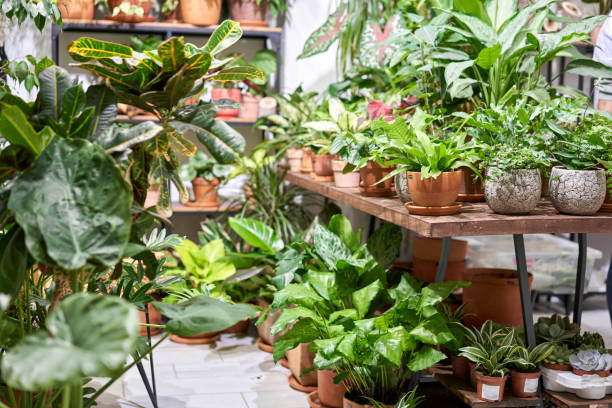 Low Maintenance Indoor Plants to Brighten Your Space