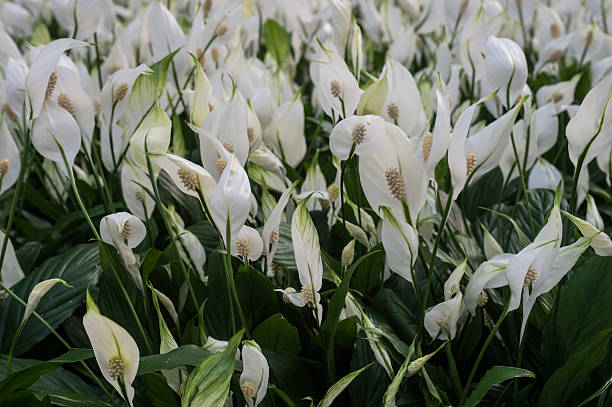 Peace Lily