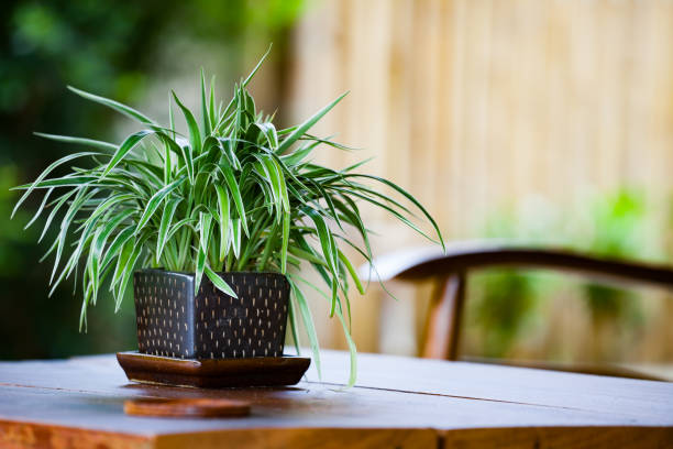  Spider Plant